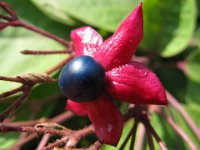 CLERODENDRO