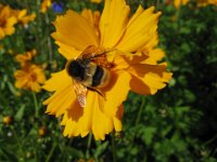 COREOPSIS GRANDIFLORA 1