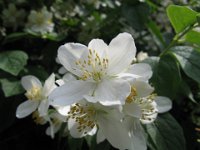 CORNUS ..