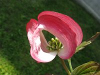 CORNUS FLORIDA RUBRA .
