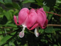 CUOR DI MARIA - DICENTRA SPECTABILIS .