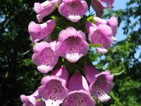 DIGITALE - DIGITALIS PURPUREA 4