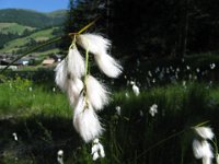 ERIOFORO  .