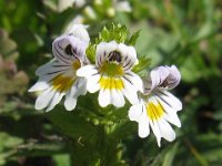 EUFRASIA DEI BOSCHI - EUPHRASIA NEMOROSA 2