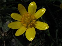 FAVAGELLO - RANUNCULUS FICARIA .