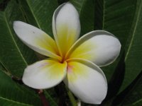 FRANGIPANE - PLUMERIA ACUTIFOLIA apocynacee 3