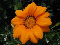 GAZANIA 1