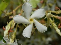 GELSOMINO