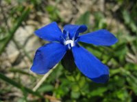 GENZIANELLE