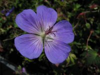GERANEUM PRATENSE