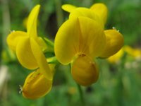 GINESTRINO - LOTUS CORNICULATOS ..