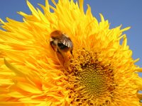 GIRASOLE ..E CALABRONE