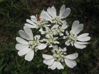 IBERIS