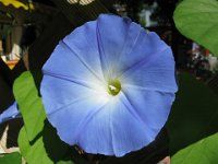 IPOMOEA TRICOLOR