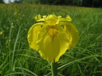 IRIS