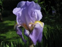 IRIS GIAGGIOLO - IRIS DOMESTICA 1