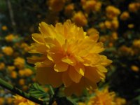 KERRYA JAPONICA PLENIFLORA b