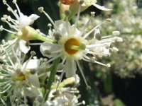 LAUROCERASO