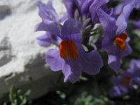 LINARIA ALPINA
