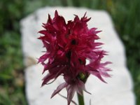NEGRITELLA