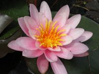 NINFEA COLORATA