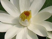 NINFEA LOTUS....