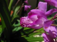 ORCHIDEA 2