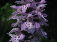 ORCHIDEA MACULATA