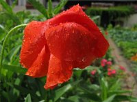 PAPAVERO - PAPAVER RHOEAS 1
