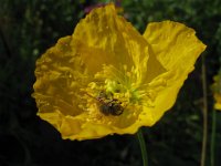 PAPAVERO ALPINO .