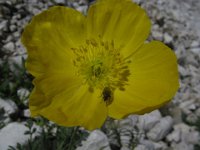 PAPAVERO ALPINO
