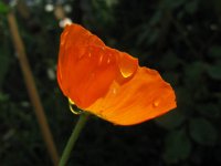 PAPAVERO ALPINO 4