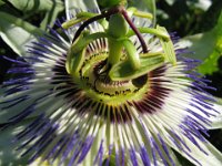 PASSIFLORA 1