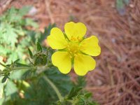 POTENTILLA CINQUEFOGLIO - POTENTILLA REPTANS.
