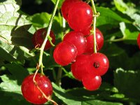 RIBES