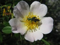 ROSA ARVENSIS - ROSA DEI CAMPI 1