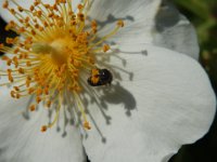 ROSA DEI CAMPI .