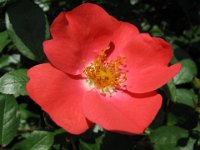 ROSA DI MACCHIA
