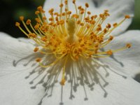 ROSA SELV
