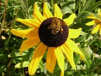 RUDBECkIA