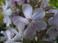 SAPONARIA
