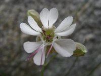 SILENE BIANCA