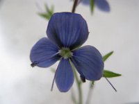 VERONICA - CHAMAEDRYS