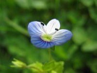 VERONICA PERSICA