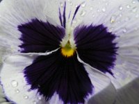 VIOLA DEL PENSIERO 0