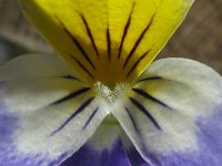 VIOLA DEL PENSIERO 3