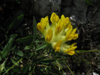 VULNERARIA