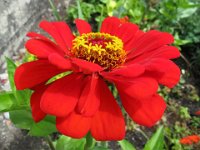 ZINNIA