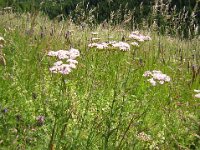 ACHILLEA - ACHILLEA MILLEFOLIUM