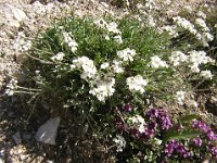 ACHILLEA NANA 1